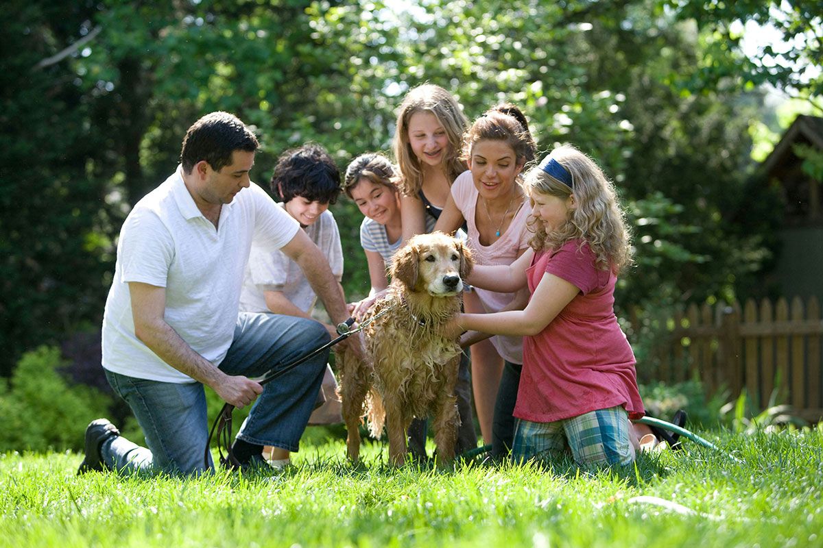 Infinity Home Services looks at what National Pet Wellness Month really means, and how we can best look after our furry friends.