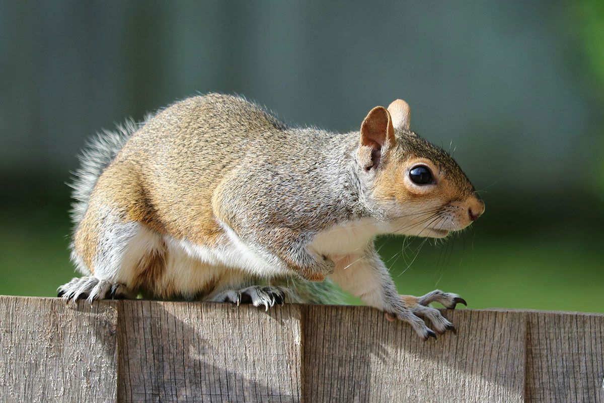 In Squirrel Awareness Month, we look at the impact squirrels can have for homeowners, and how you can manage effective squirrel pest control.